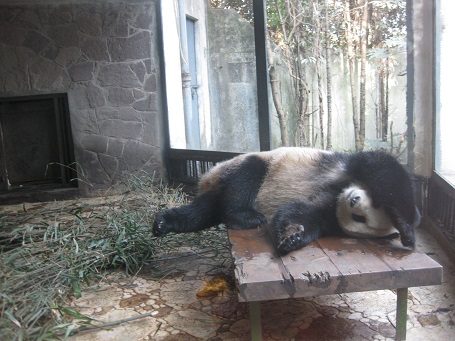 panda 1.JPG