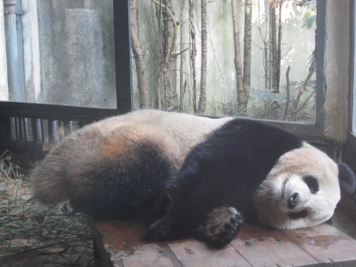 panda chendu 2.JPG